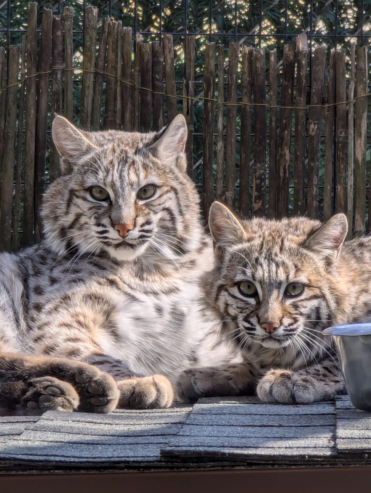 Cape May County Parks & Zoo Welcomes Two Bobcats